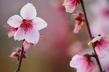 桃花花 (12)