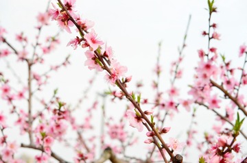 桃花花 (13)