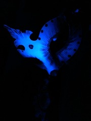 IMG_20160311_235222