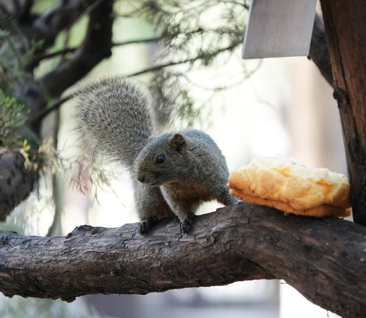 松鼠觅食