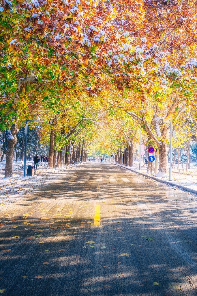 清华秋雪