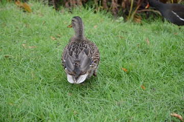 DSC_1689.JPG