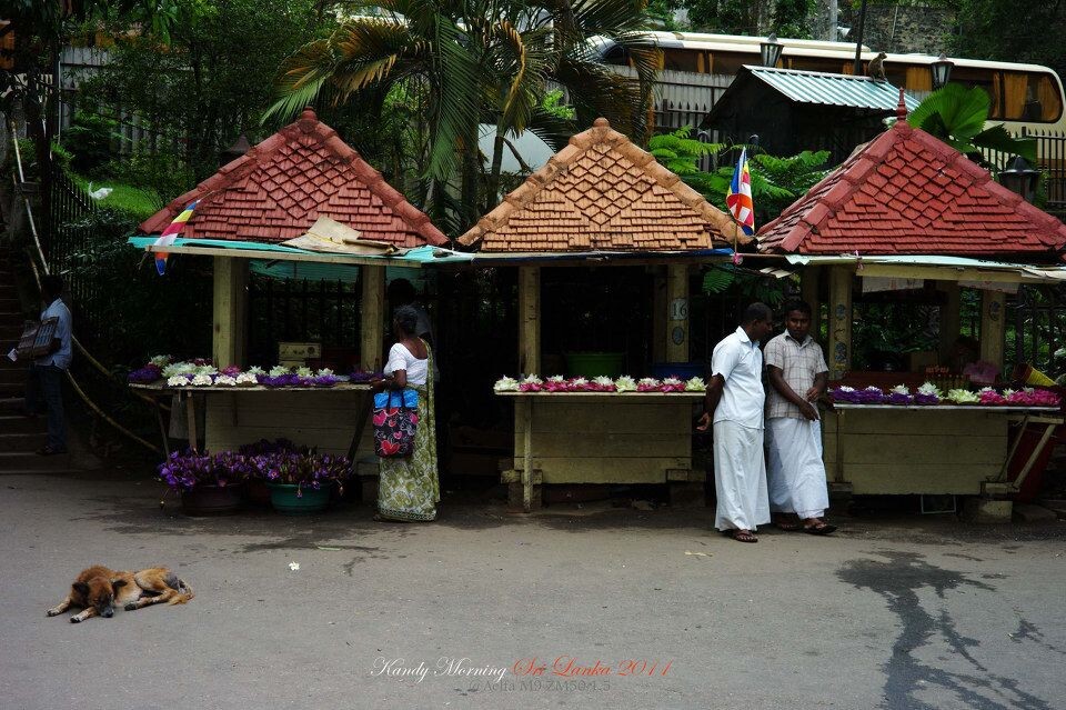 Kandy Morning <br />
康提的清晨,大多数商店还没有开门,但佛牙寺的周围一定是有人气的。信徒们一大早就会来到寺庙门口请上一捧莲花去供奉佛祖。