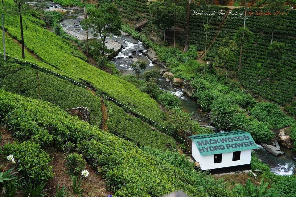Mackwoods Tea Factory <br />
Nuwara Eliya地区最出名的茶工厂Mackwoods,这个品牌的高山红茶拥有160年的制茶历史。上山的路上一开始还看到几家其他品牌的茶园,之后基本一半的路边都看到mackwoods硕大的铭牌。