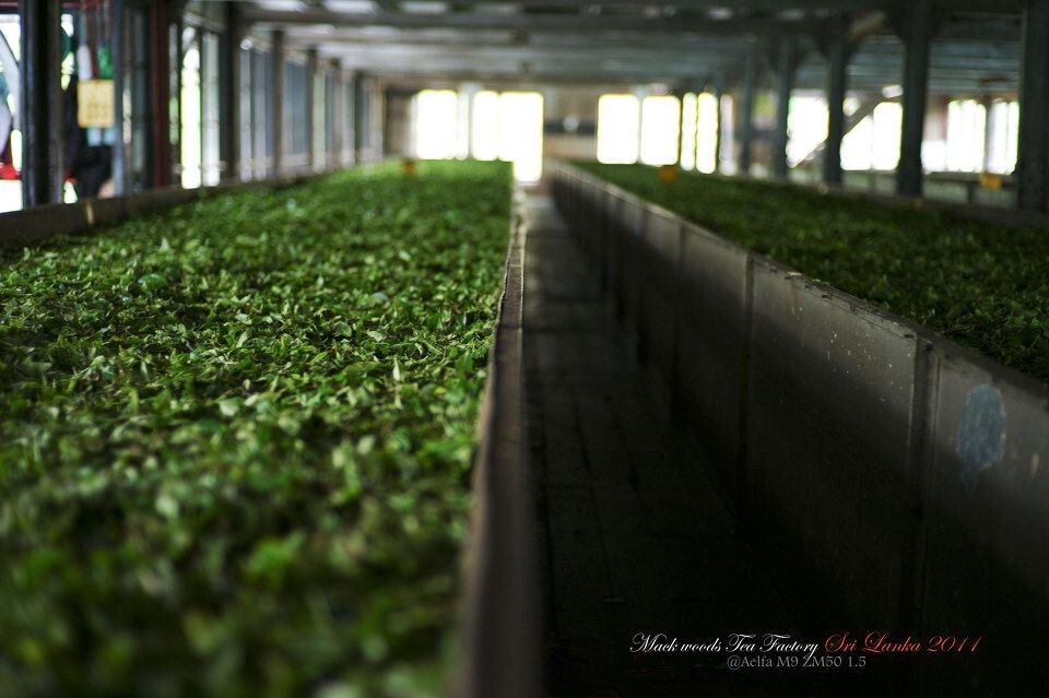 Mackwoods Tea Factory <br />
参观Mackwoods茶工厂。新鲜的茶叶在这里经过一道道工序成为人们手中一杯香浓的红茶。