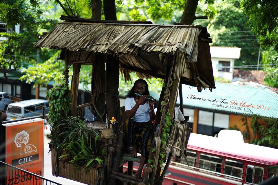 Musician on The Tree<br />
酒店旁边的大树上常年搭着一个草棚,民间艺人会坐在上面独自吹奏一些斯里兰卡民族音乐。那种清晨坐在绿荫环绕、听着悠扬笛声、吃着异国美食的感觉真是太好了。