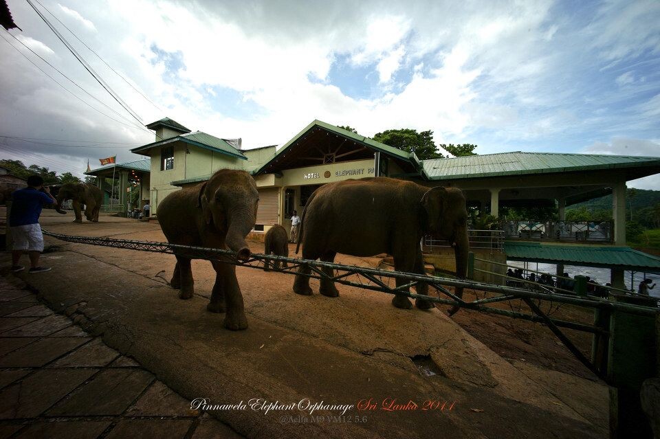 Pinnawela Elephant Orphanage <br />
平纳瓦拉的大象孤儿院每天都有早晚两次给大象们洗澡的时间。当20几头大象甩着鼻子从这条小路上缓缓走来,大地仿佛也在震动。
