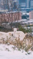 _DSC0690