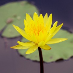_ZYL5229