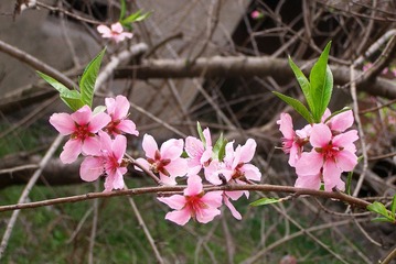 2012-4-8 5a.jpg