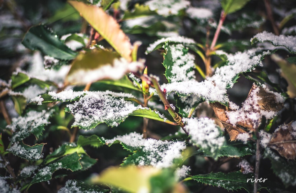 雪下的那么深，下的那么认真