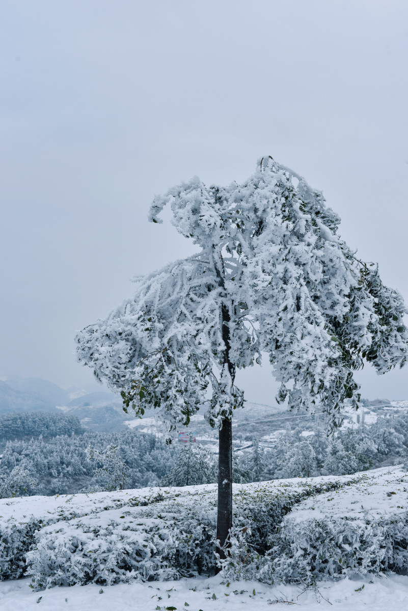 思南张家寨茶园冬季雪景