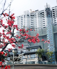 梅花