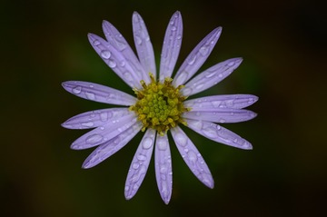 F4120904-1E5C-4CC7-97CD-E6D17772FA50/L0/001