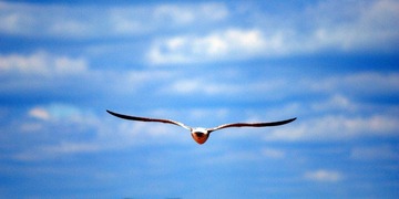 DSC_0445_1.jpg