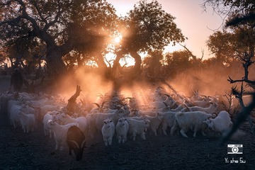 夕阳下的羊群