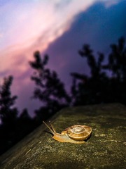 手机摄影20160620-060431