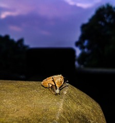 手机摄影20160620-061034