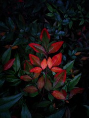 手机摄影20150125-080905