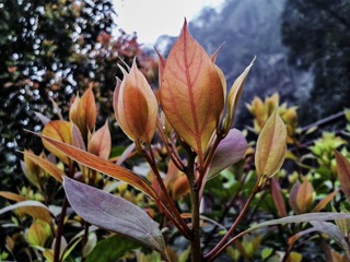 手机摄影20150315-114819