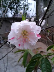 手机摄影20150315-174428