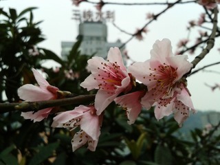 手机摄影20150315-175022