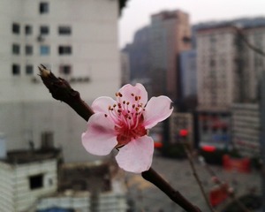 手机摄影20150315-175454