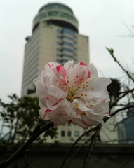 手机摄影20150315-175617