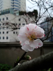 手机摄影20150315-175716