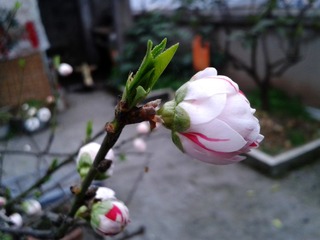 手机摄影20150315-175758