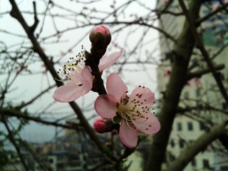 手机摄影20150315-180050