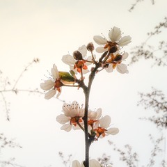 手机摄影20160303-074835