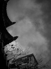 手机摄影20160226-174225