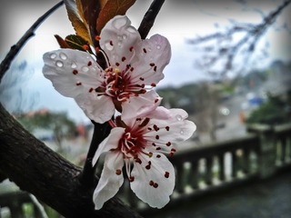 手机摄影20150225-170213