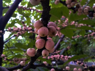 手机摄影20150601-190159
