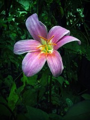 手机摄影20150620-182619