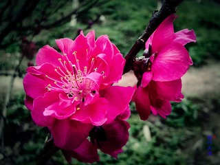 手机摄影20160316-094808