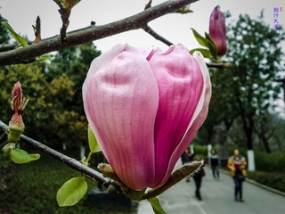 手机摄影20160316-100332