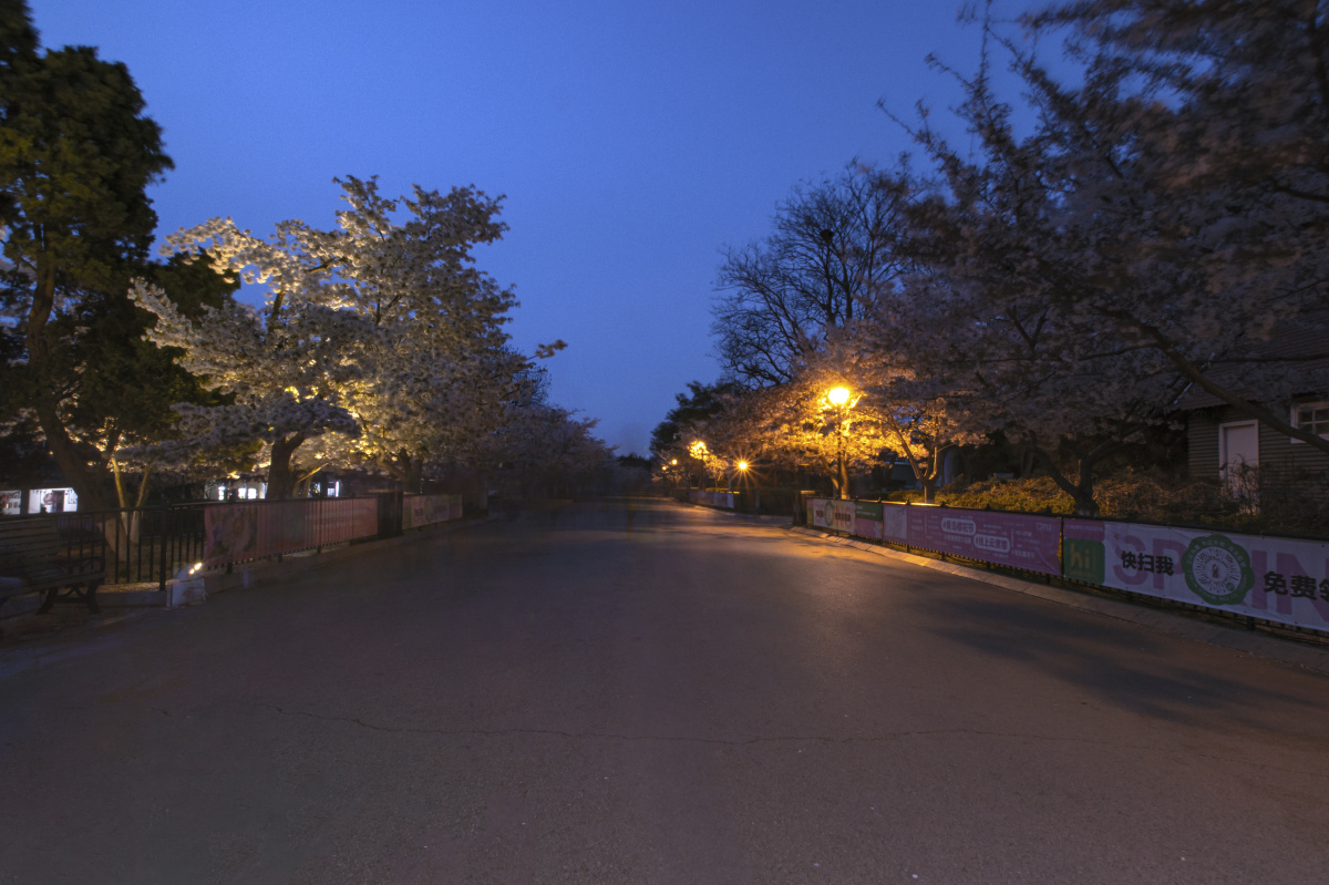樱花大道夜景