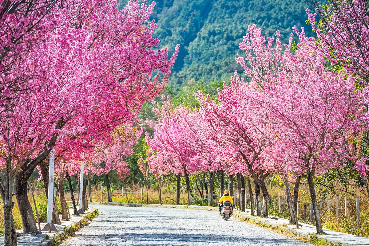 大理无量山樱花