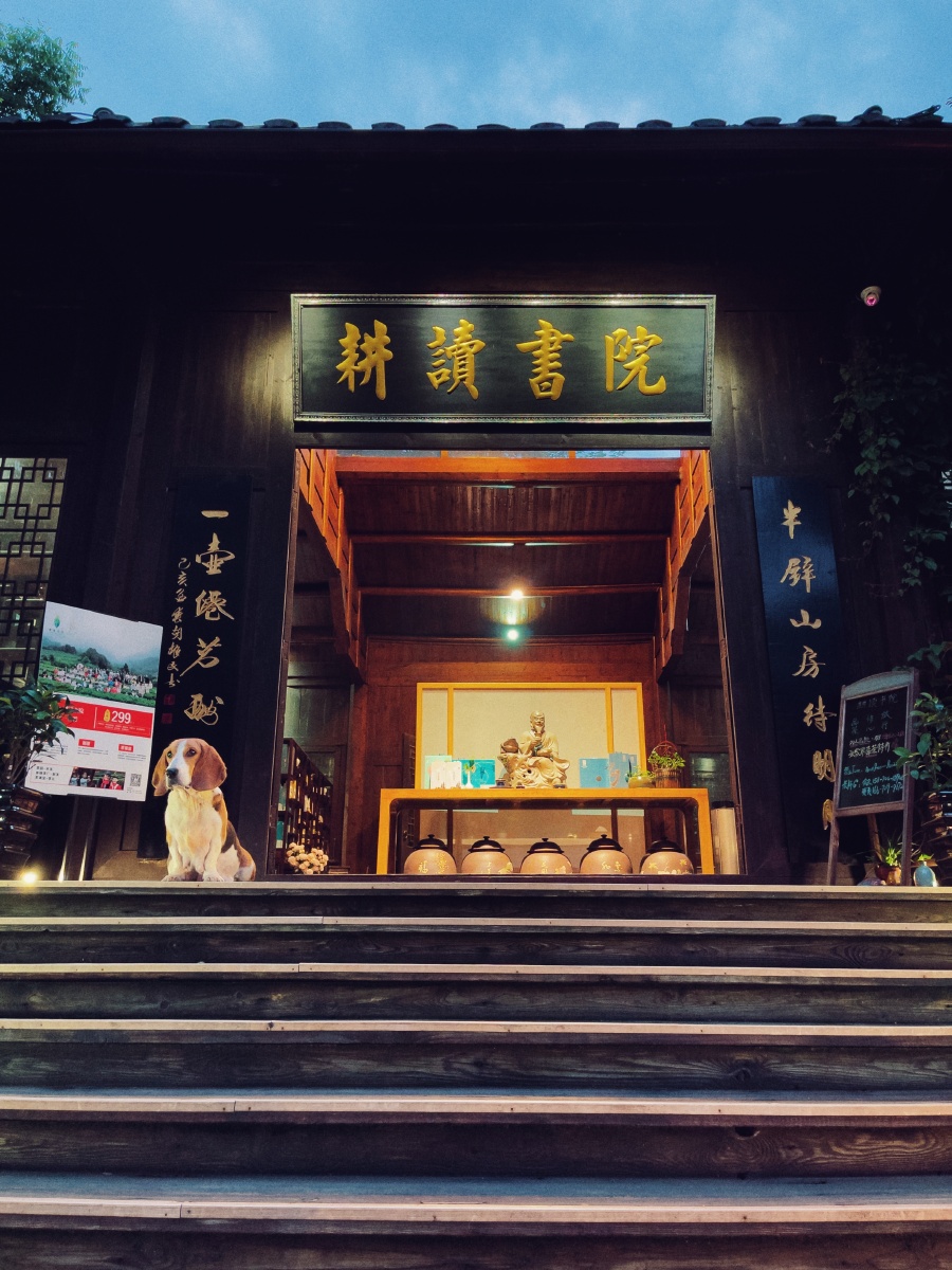 湖南张家界 耕读书院 流浪狗小花