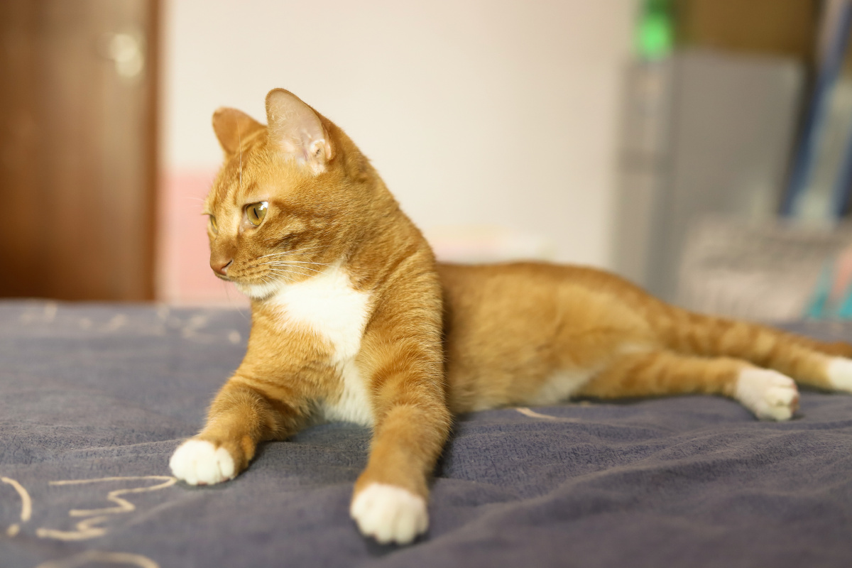 侧耳倾听的大橘猫