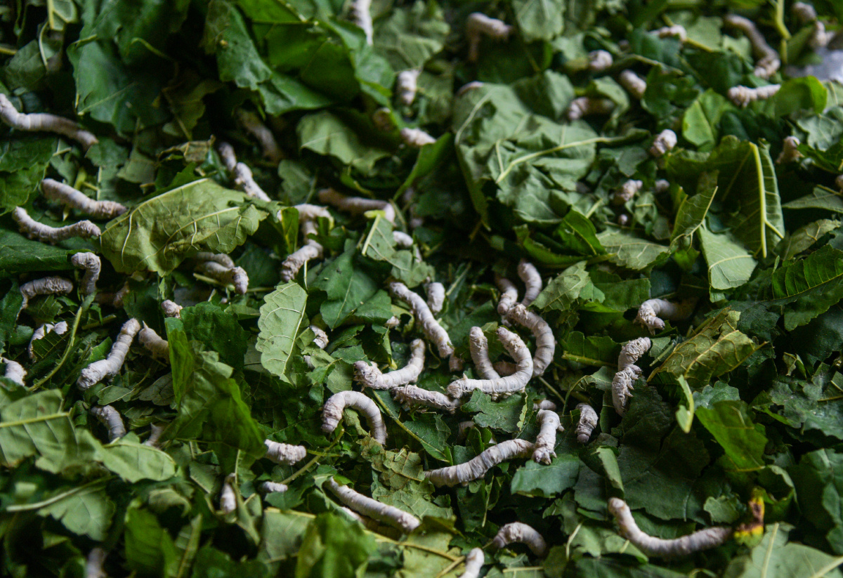 村民在采摘桑叶.桂月生在给蚕喂桑叶.桂月生在观察蚕虫卵孵化情况