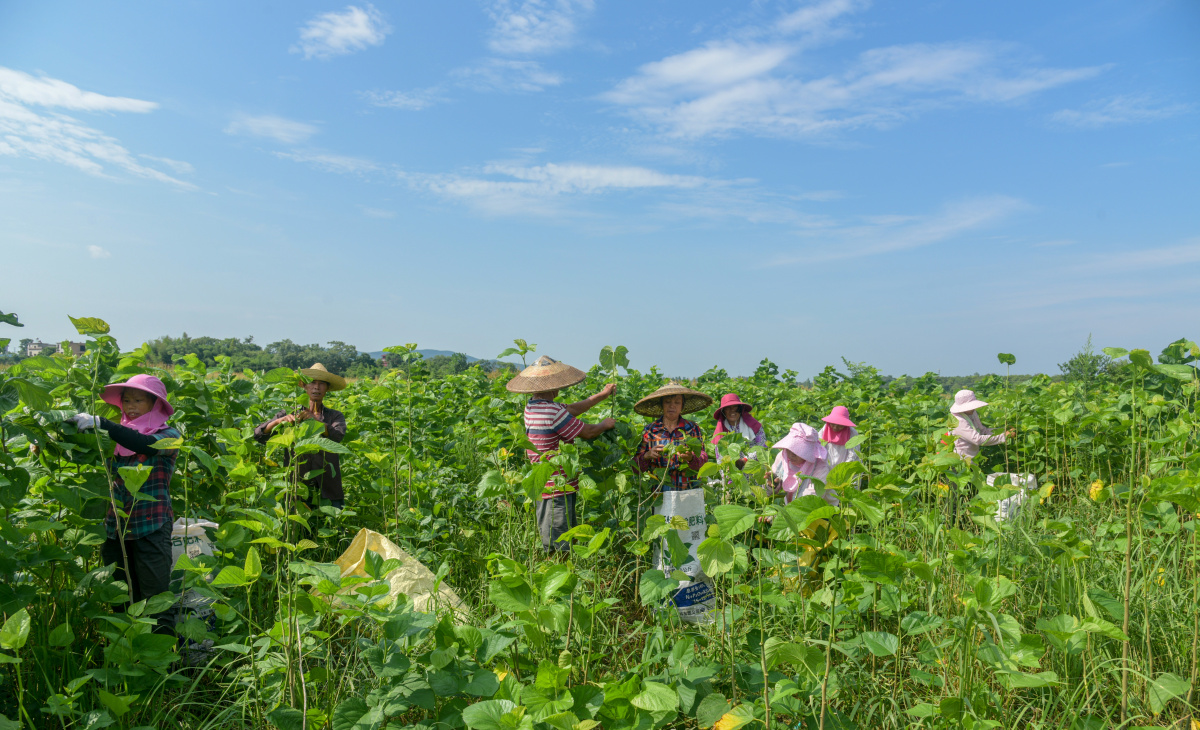 村民在采摘桑叶.