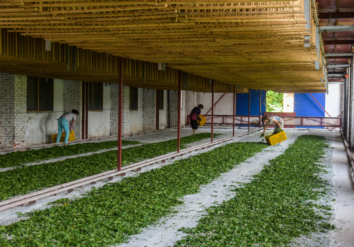 村民在给蚕喂桑叶