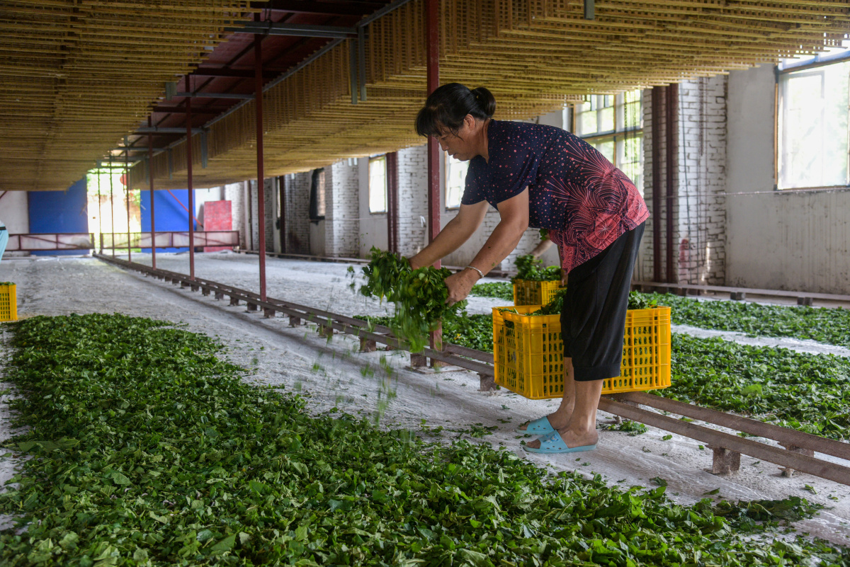 村民在给蚕喂桑叶