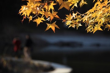 IMG_7341.jpg