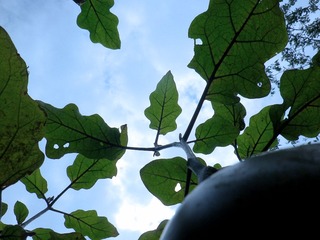 一颗茄子的梦想.JPG