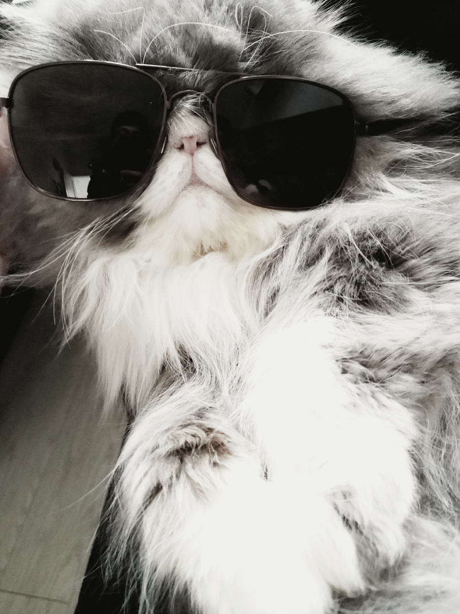 社会我猫哥,猫萌话不多