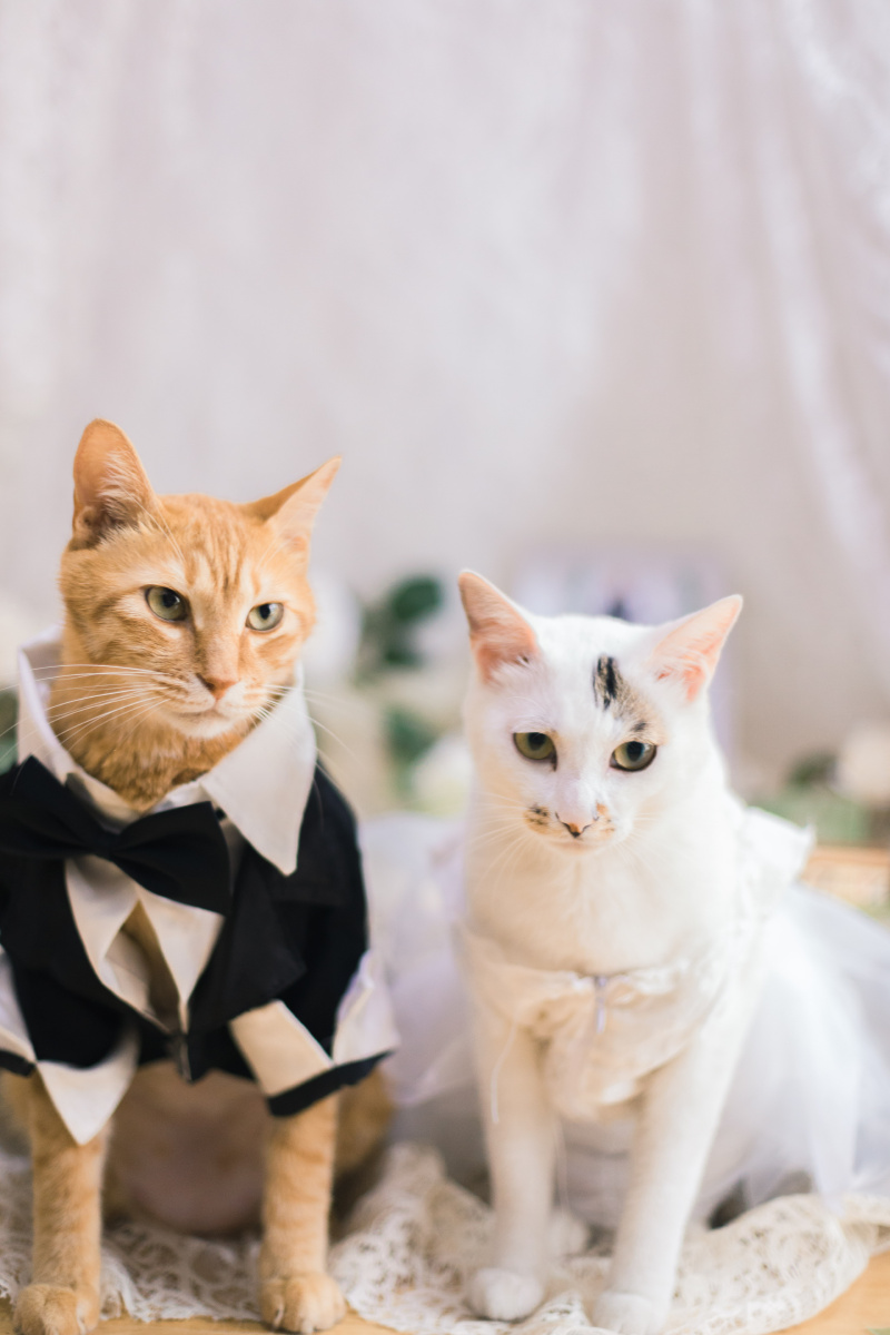 两只猫的婚礼 - 电扇扇扇 - 图虫